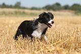 BORDER COLLIE 123
